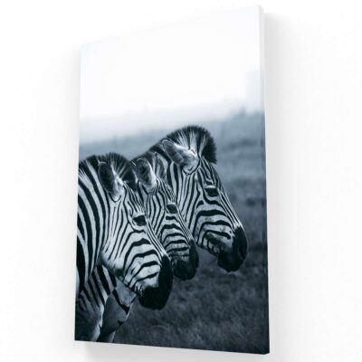 Zebra triple