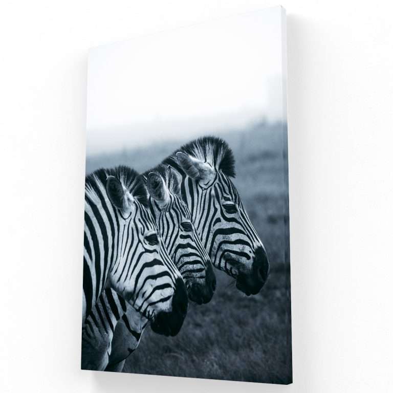 Zebra triple