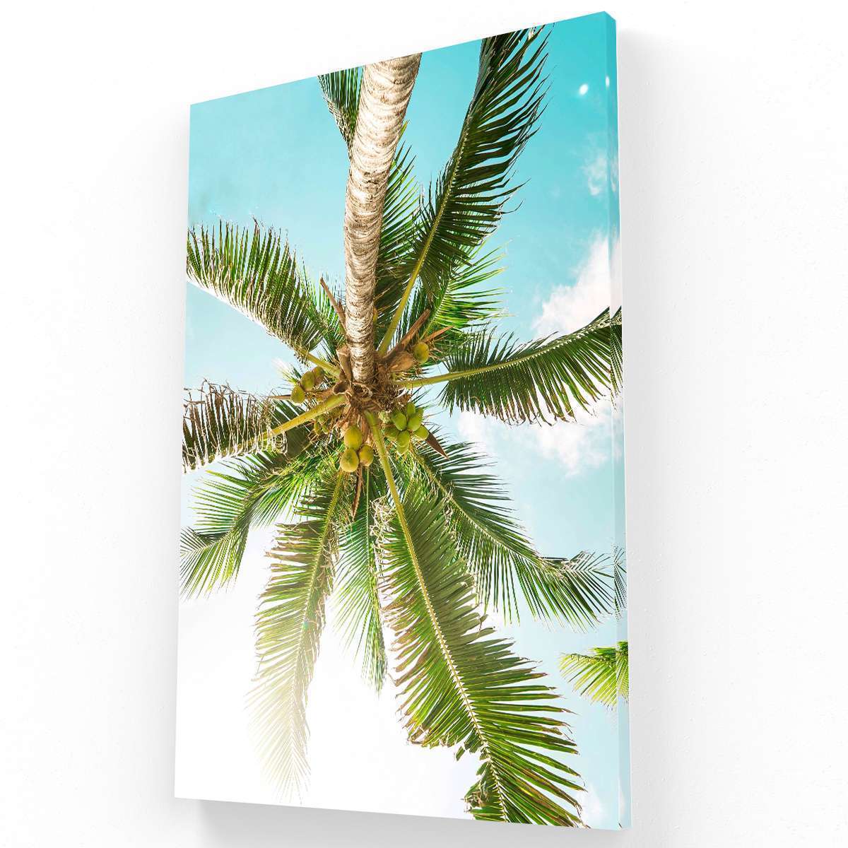 Palmera en Cancún