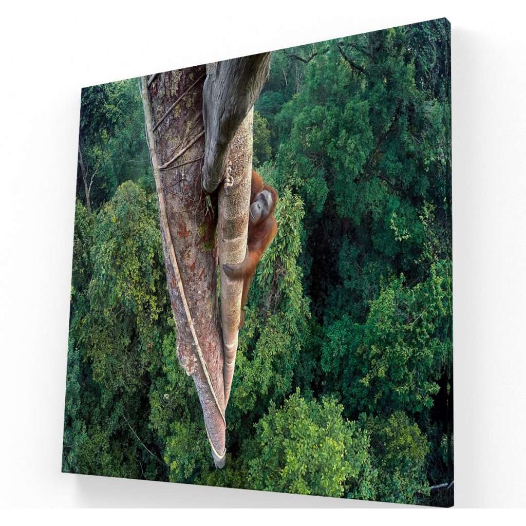 Orangután al aire