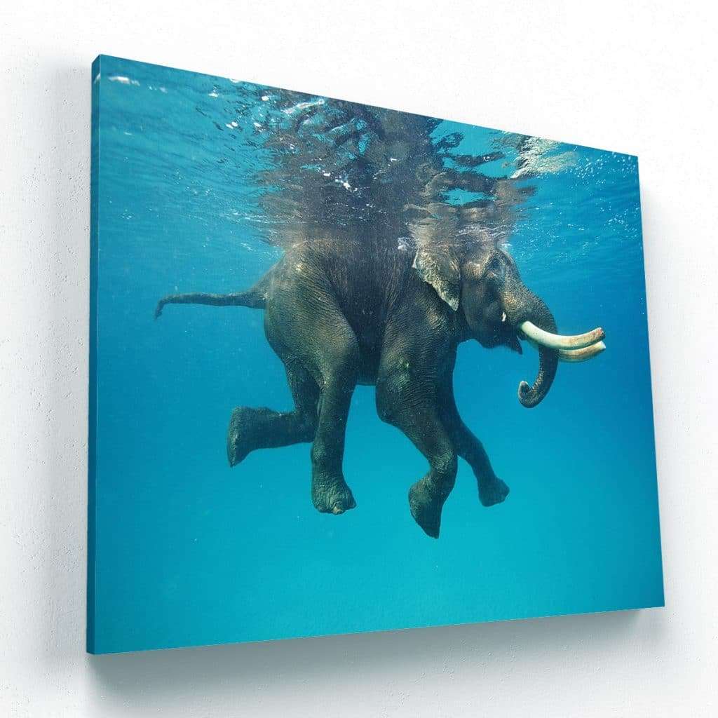 Nado del Elefante