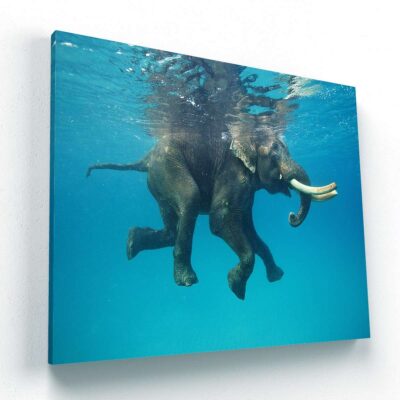 Nado del Elefante