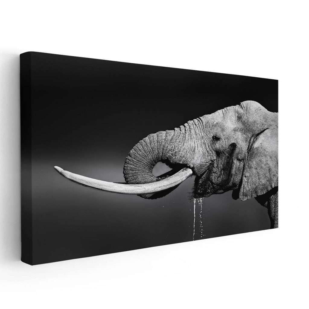Elefante Bebiendo