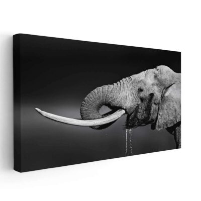 Elefante Bebiendo