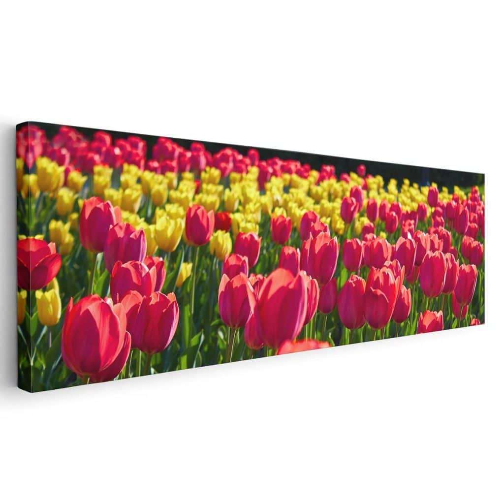 Tulipanes
