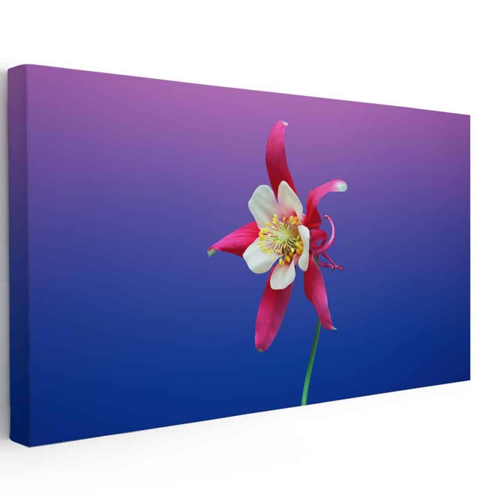 Color de la flor