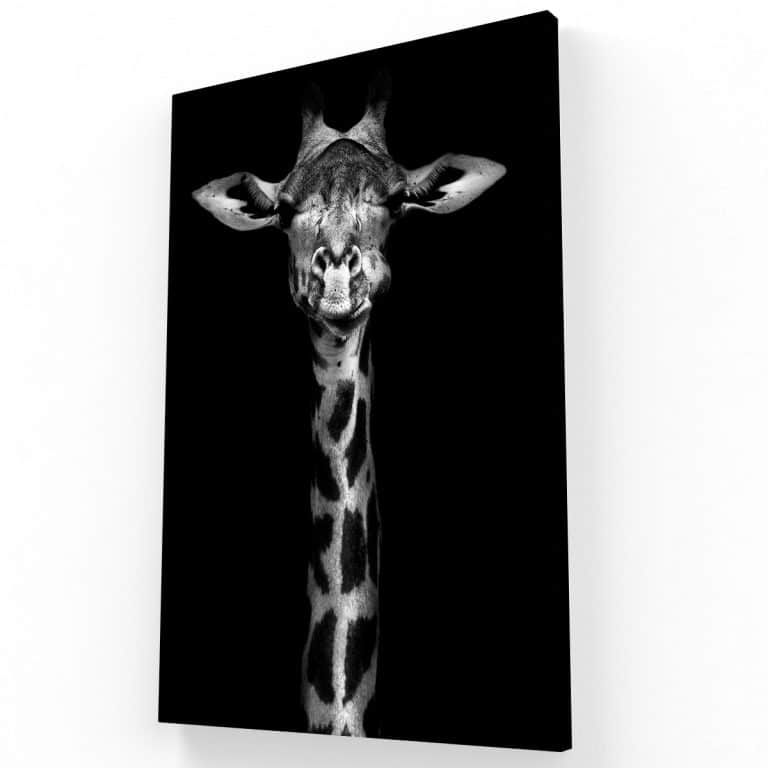 Jirafa Blanco y Negro