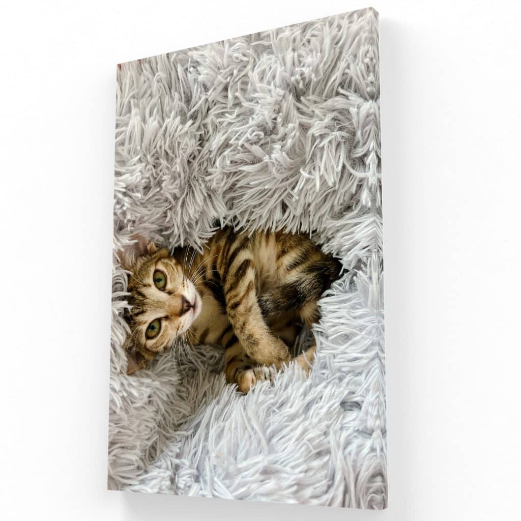 Mirada de Gatito