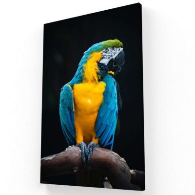 Guacamaya