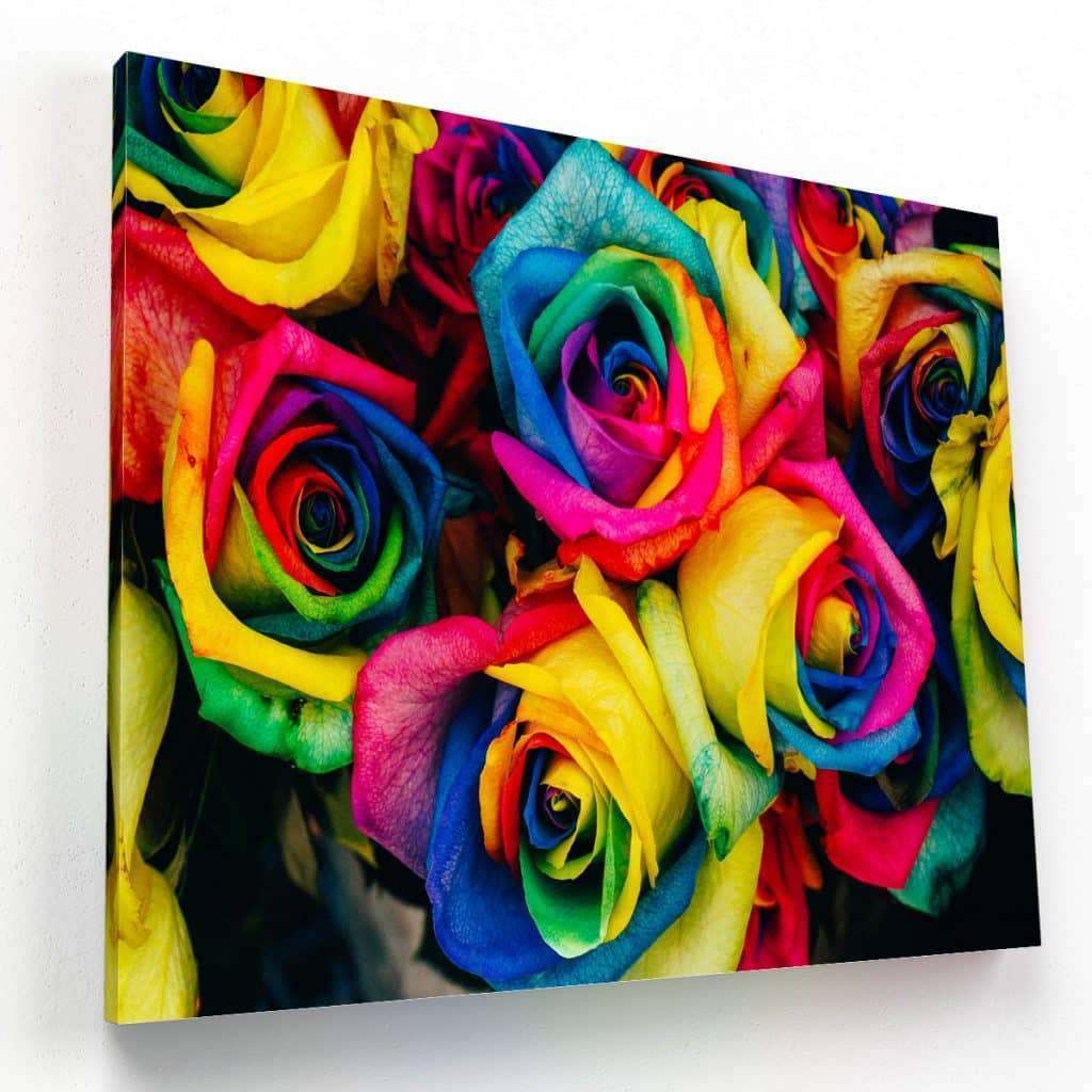 Rosas Multicolor