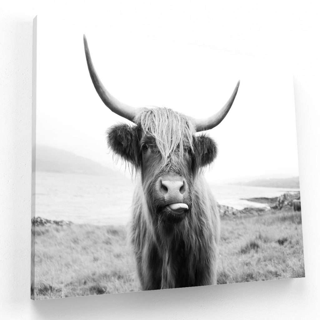 Toro