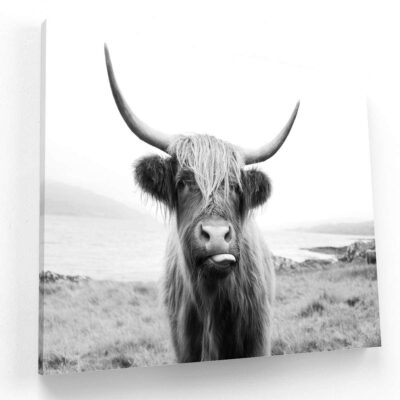 Toro
