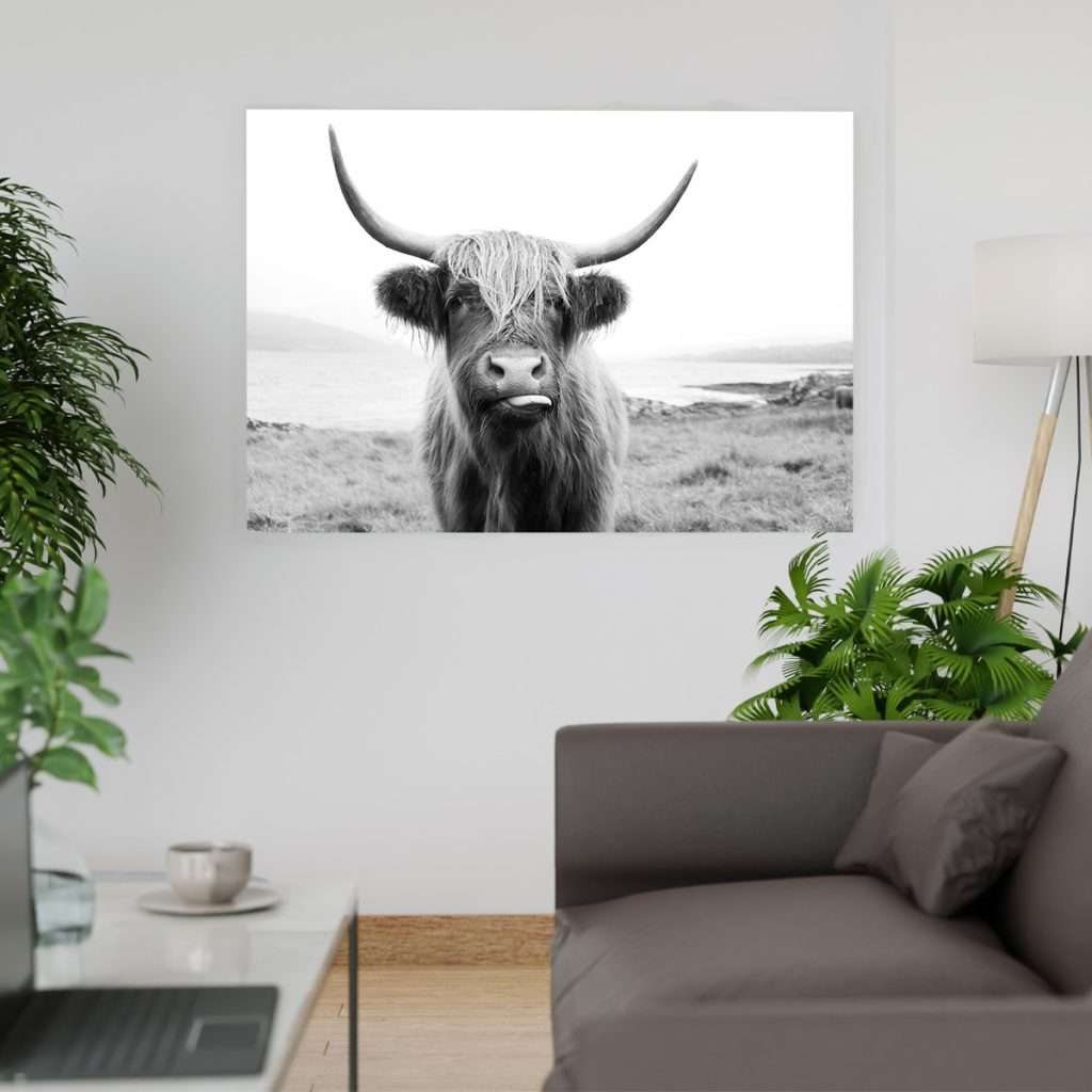 Toro