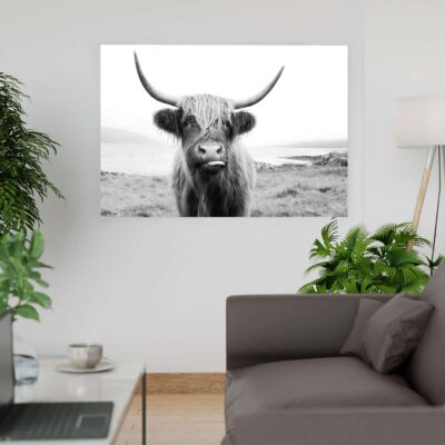 Toro