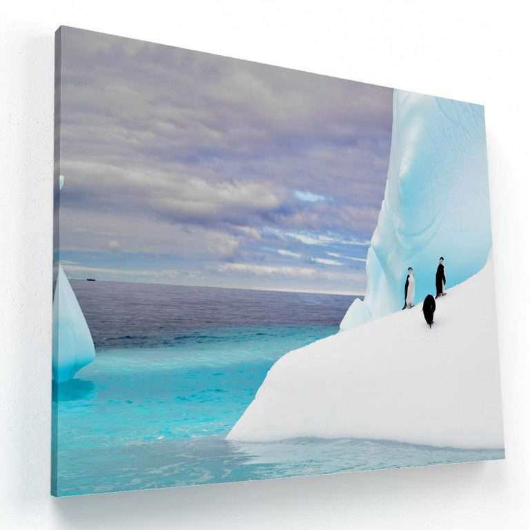 Pingüinos en Antártica