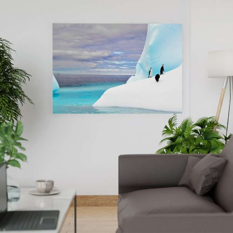 Pingüinos en Antártica