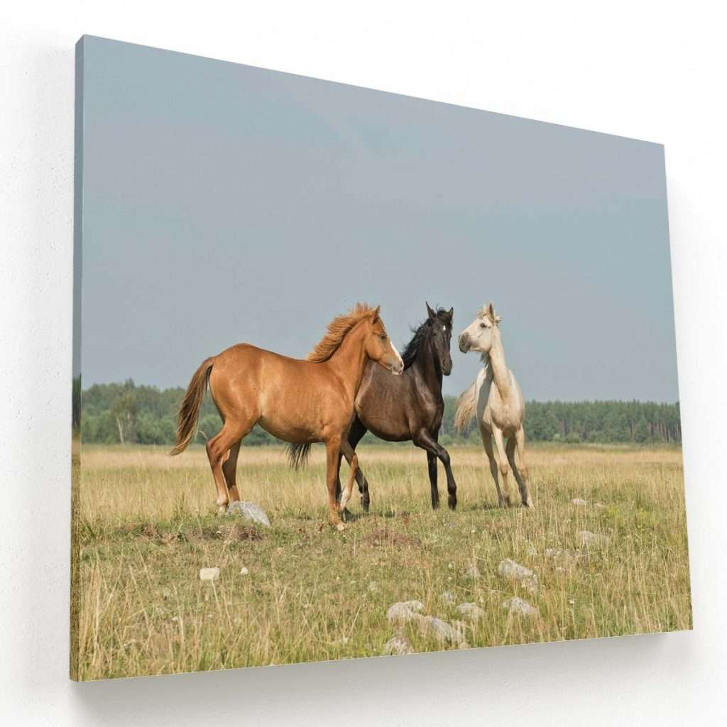 Tres caballos