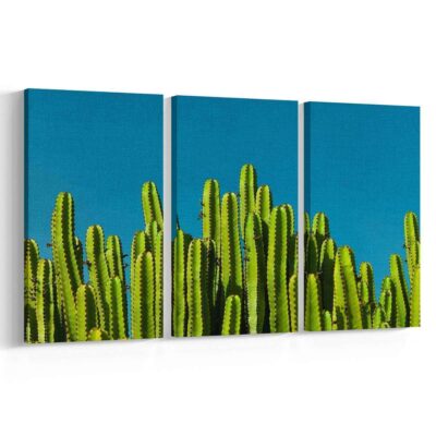 Cactus-Iberia
