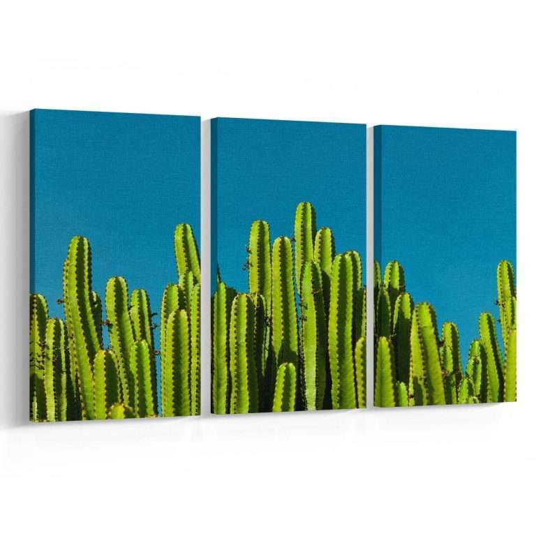 Cactus-Iberia
