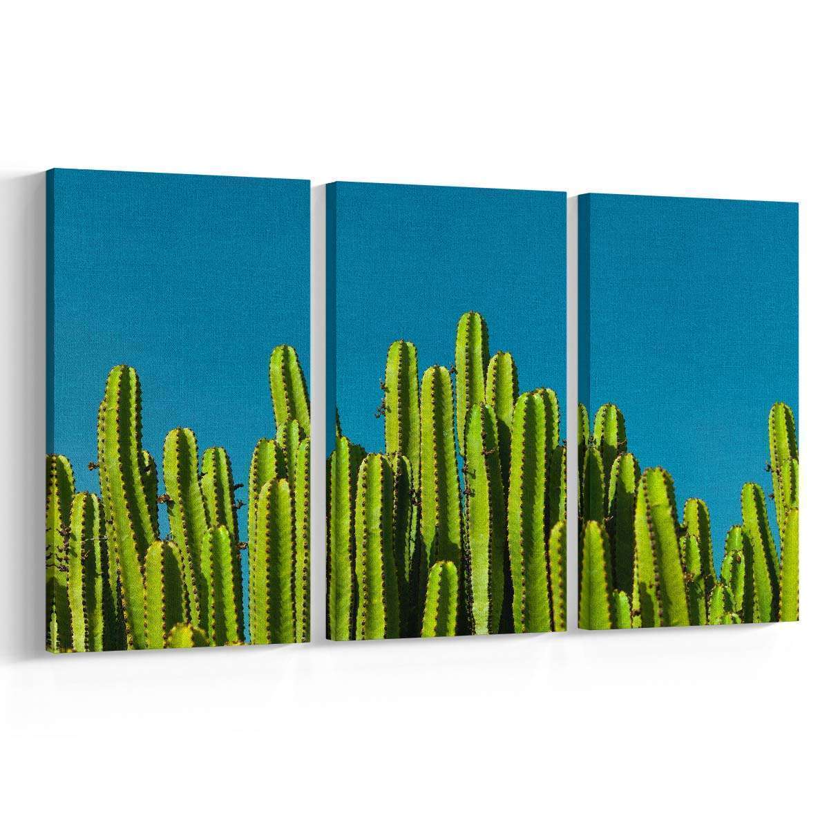 Cactus-Iberia