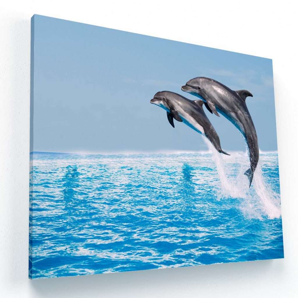 Delfines nadando