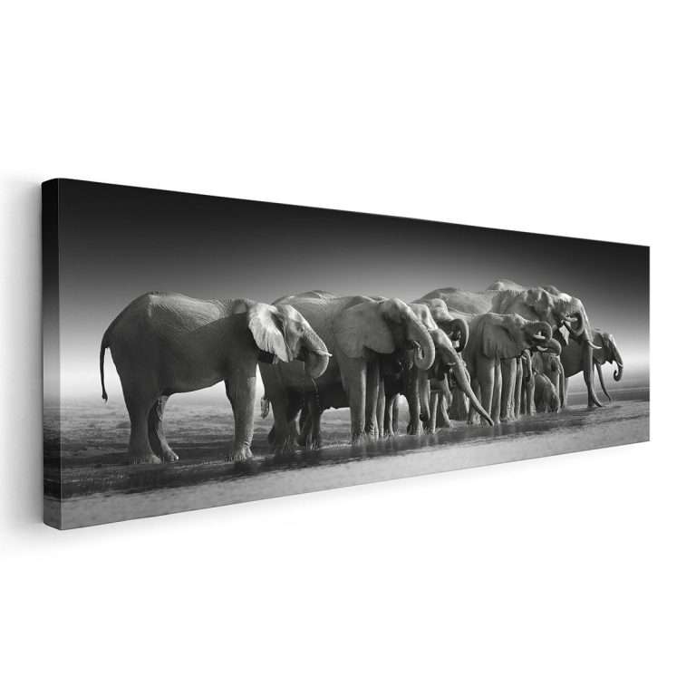 Familia de Elefantes BN