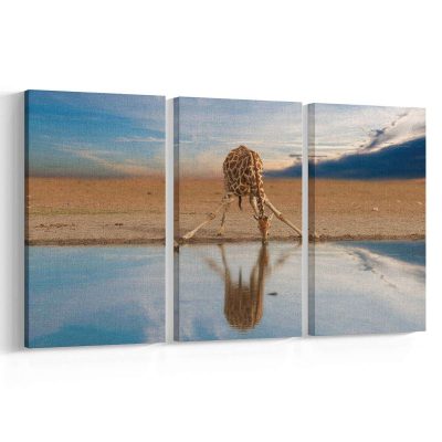 Jirafa bebiendo - Namibia África