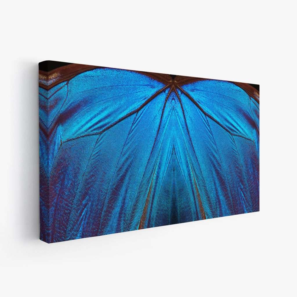 Mariposa Azul