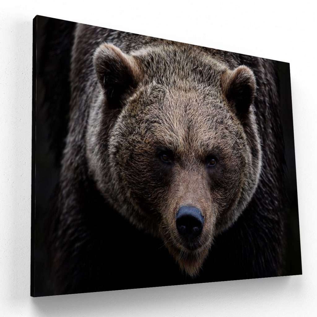 Oso pardo