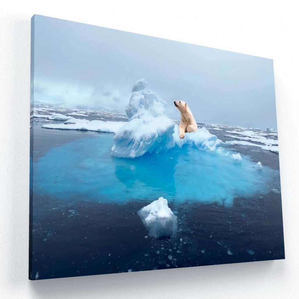 Oso Polar
