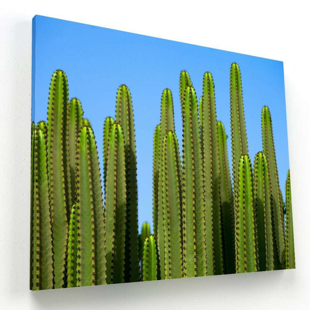 Cactus y cielo