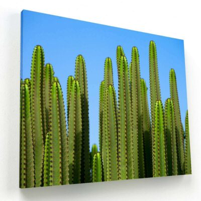 Cactus y cielo