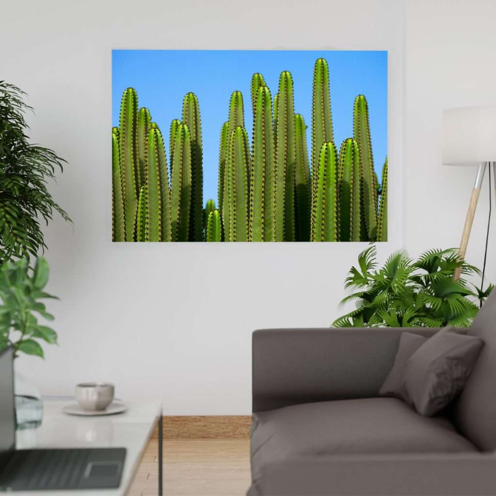 Cactus y cielo