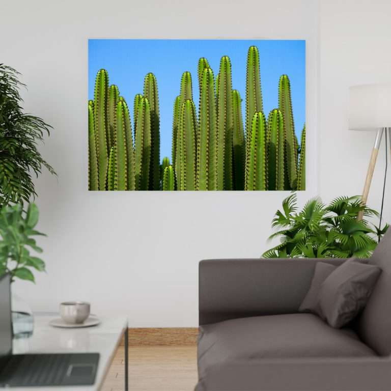 Cactus y cielo