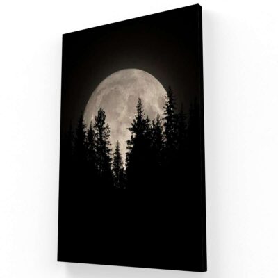 Bosque de Noche