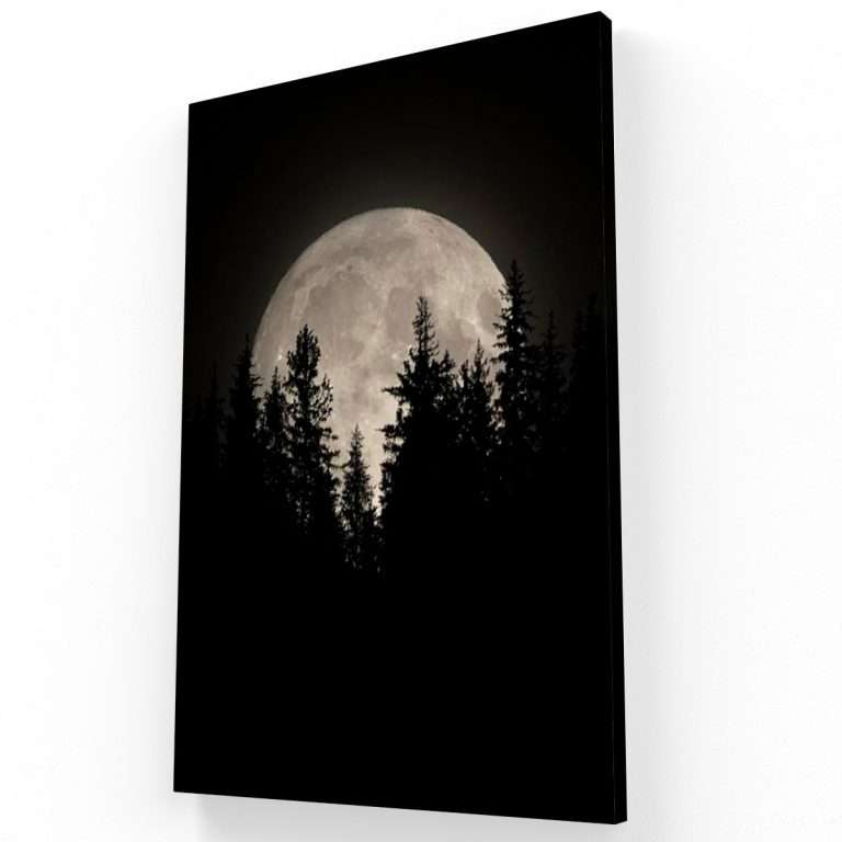 Bosque de Noche