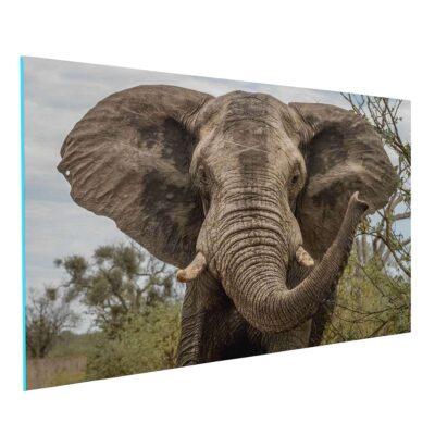 Elefante de Día