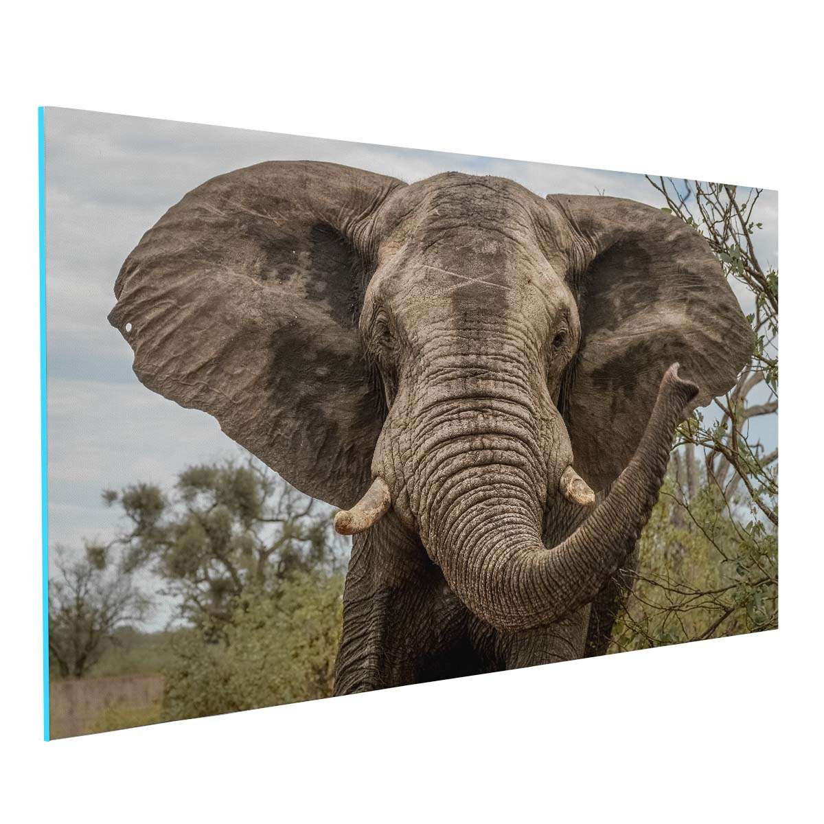Elefante de Día