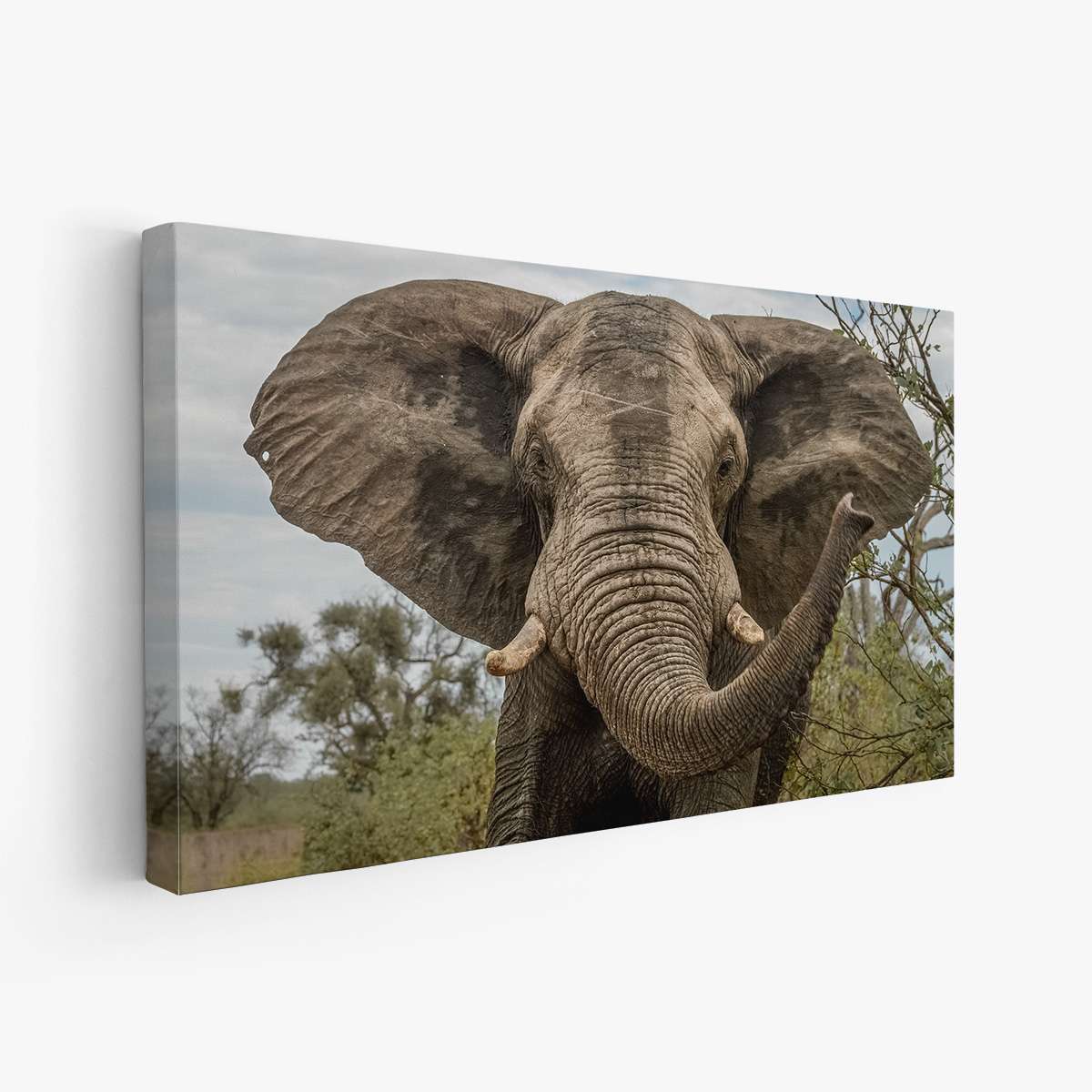 Elefante de Día