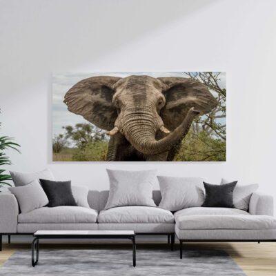 Elefante De Día SALA
