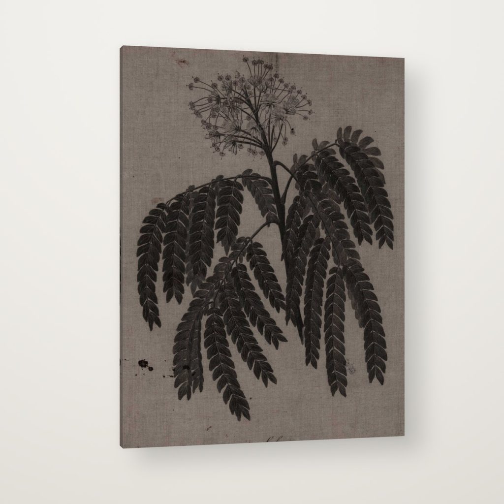 Acacia de Herbario en canvas con canto en espejo