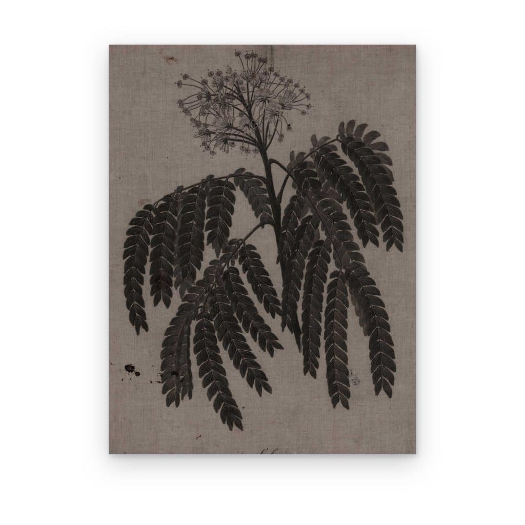 Cuadro Acacia de Herbario impreso en canvas, rama de acacia oscura sobre papel topo