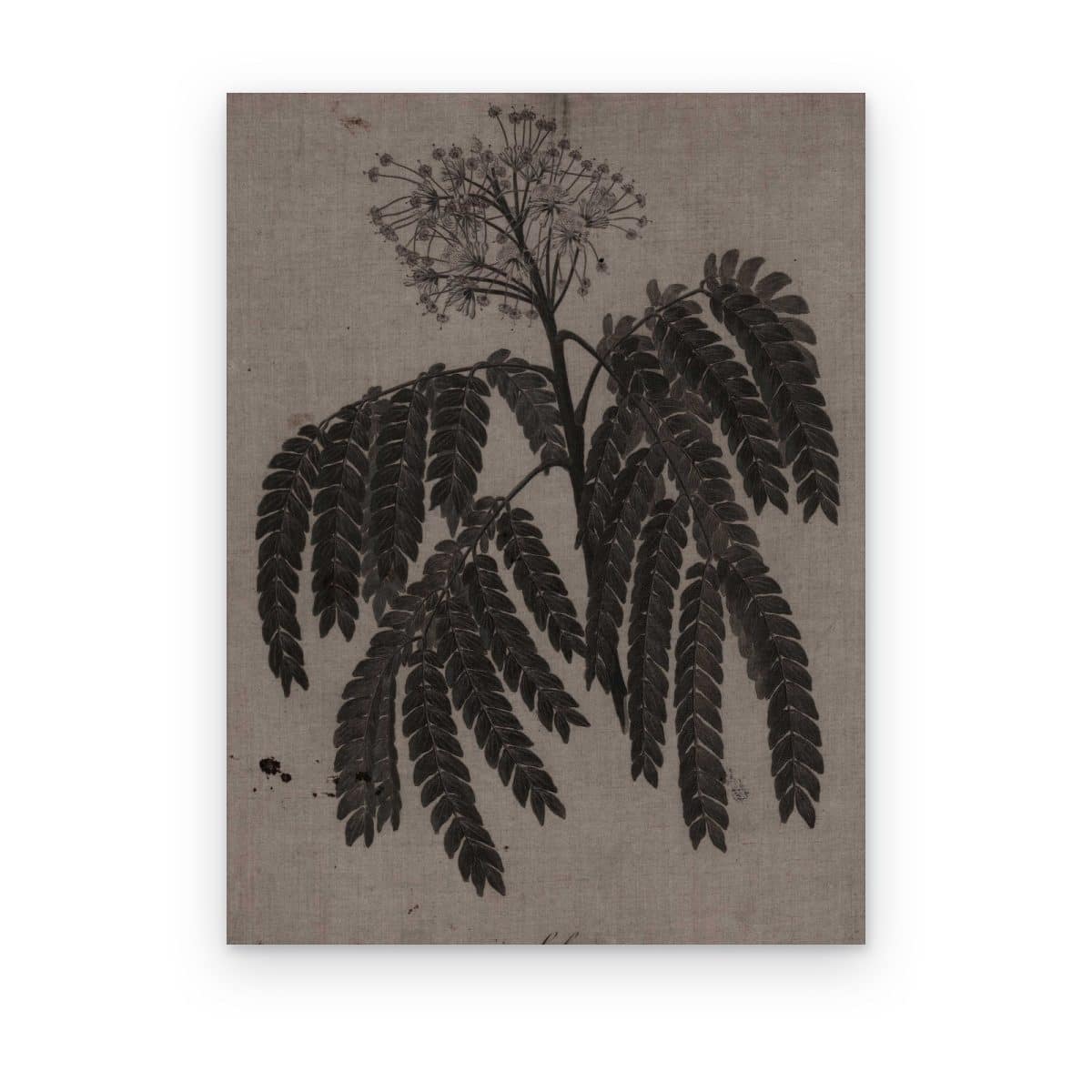 Cuadro Acacia de Herbario impreso en canvas, rama de acacia oscura sobre papel topo