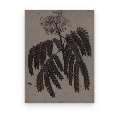 Acacia de Herbario
