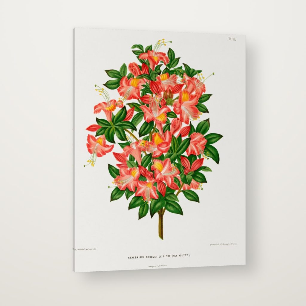 Azalea Coral en canvas con canto en espejo