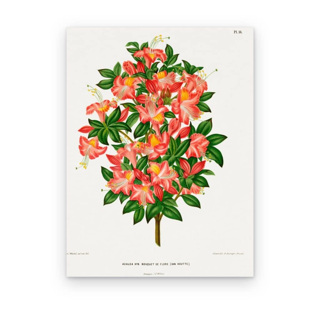 Cuadro Azalea Coral impreso en canvas, lámina botánica vintage de azalea en flor