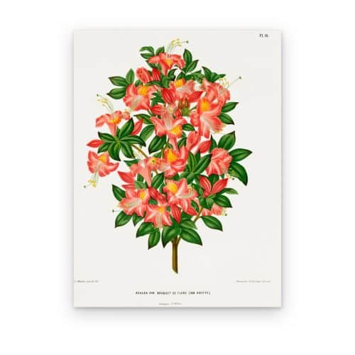 Azalea Coral