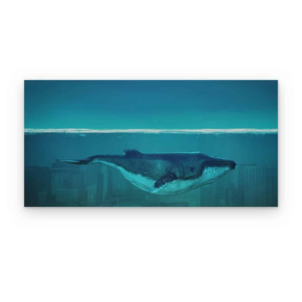 Cuadro Ballena Azul impreso en canvas, ballena bajo la superficie en agua turquesa