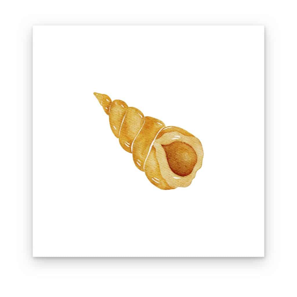 Cuadro Caracol Dorado impreso en canvas, caracol de mar en acuarela dorada