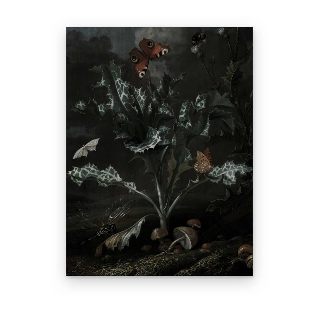 Cuadro Cardo y Mariposas impreso en canvas, cardo con mariposas y setas en fondo oscuro